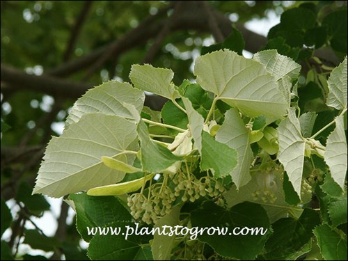 The tomentose underside of the leaf.